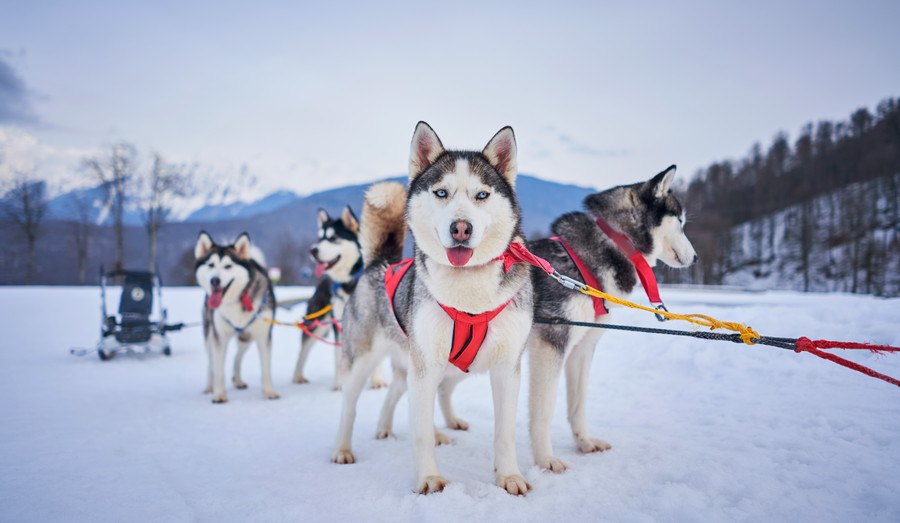 犬には『首輪』？それとも『ハーネス』？どちらを選ぶべきなの？