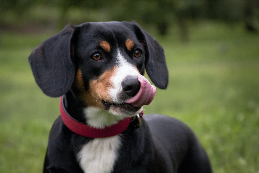 犬に『麻呂眉』があるのはなぜ？