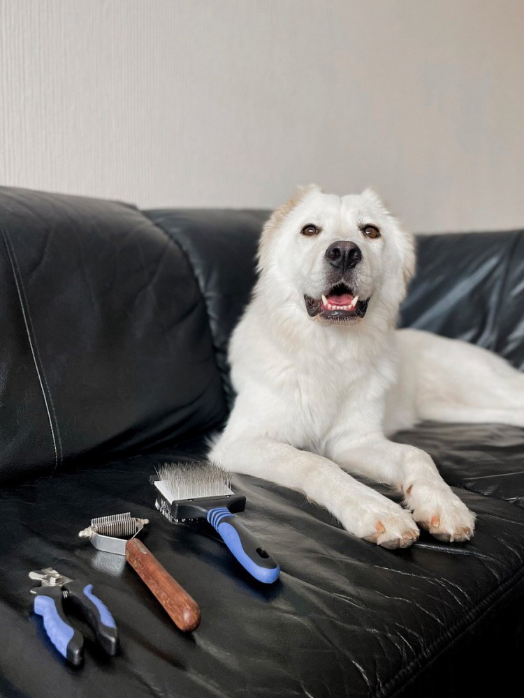 犬のお手入れに使う『スリッカーブラシ』の種類と違いとは？使い方から買い替えるタイミングまで解説