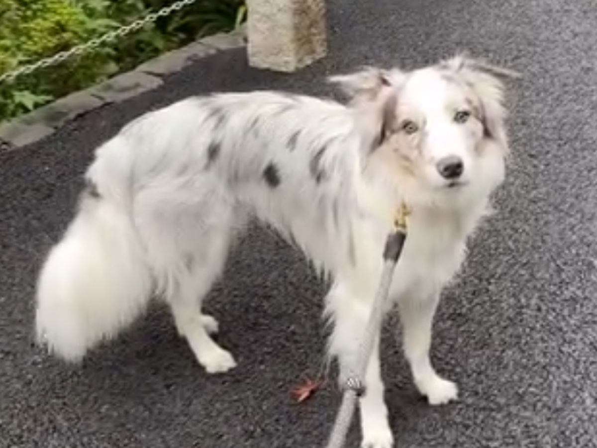 世界一賢いと言われる犬種に『新しい言葉』を教えた結果→予想を超える『驚きの行動』に絶賛「人間より頭いい」「案内するの天才」と46万再生