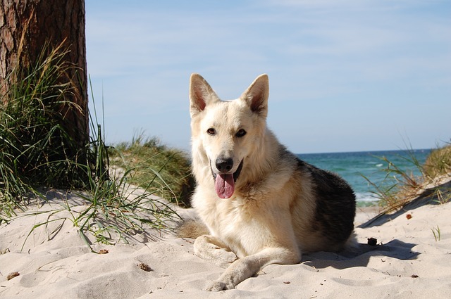 犬との旅行は飼い主が配慮しよう！長時間移動ではパーキング休憩を。