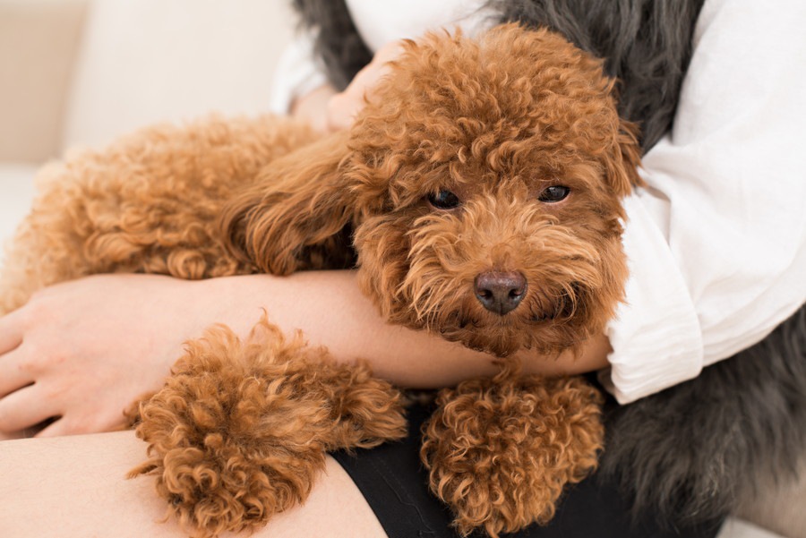 過去に暴力を受けていた犬を安心させる３つの方法