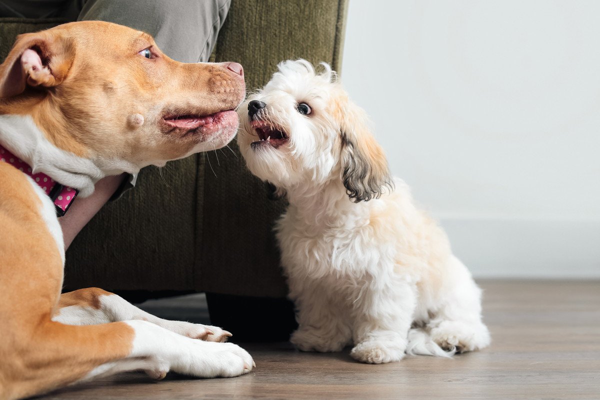 同居する犬同士の相性が悪いのはなぜ？考えられる4つの理由と仲良くしてもらうためのコツや注意点をご紹介