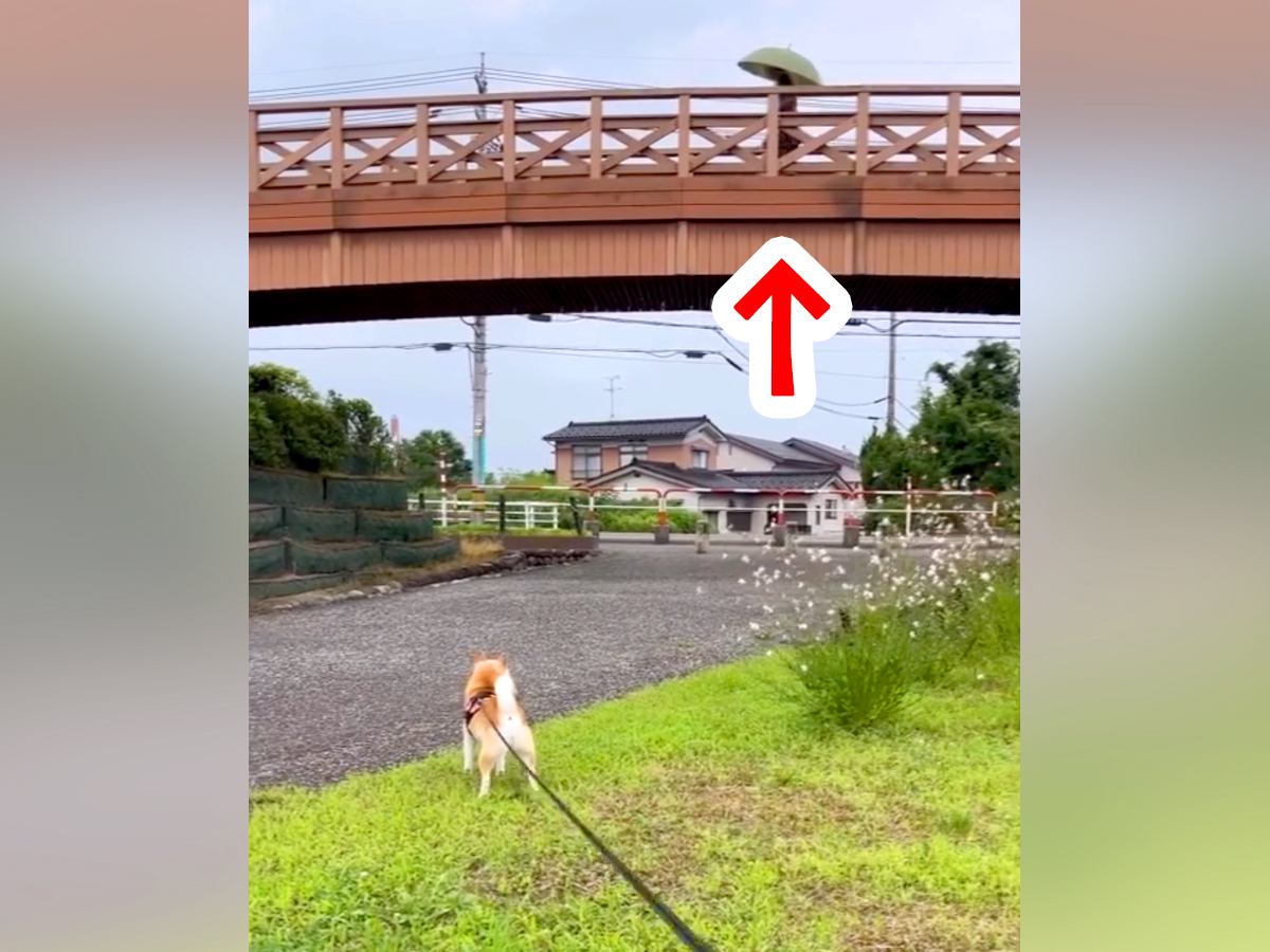 お散歩中、橋の上で『初恋の相手』を見つけたら、犬が…一生懸命に近づこうとする『尊い光景』が19万再生「頑張ってる後ろ姿尊い」「胸キュン」