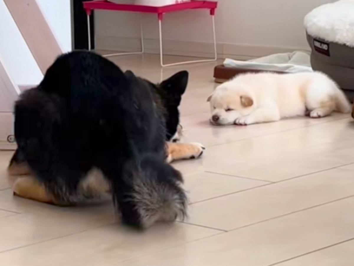 自分の子どもを見つめる父犬→我が子が可愛すぎて…親バカすぎる『まさかの行動』が137万再生「静かに暴れてるｗ」「可愛いが渋滞」と大絶賛