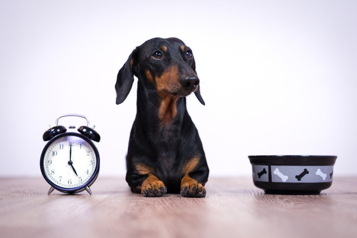 犬に『ご飯を与える時間』何時がベストなの？理想的なタイミングや年齢別の注意点まで
