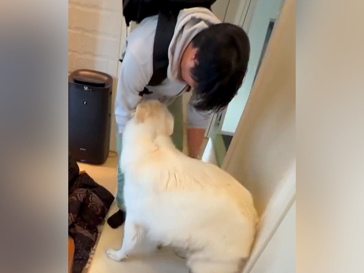 出張で１週間も帰ってこなかったパパ→大型犬が再会を果たした瞬間…一味違った『熱烈なお出迎え』が12万再生「嬉しさ爆発」「疲れ吹っ飛ぶ」