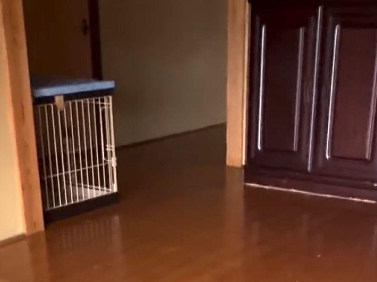 忘れ物をしたので、家に帰った結果→犬が玄関で…あまりにも愛おしい『お出迎えの光景』が248万再生「足音たまらん」「癒された」と絶賛