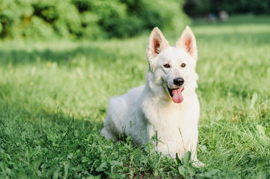 【あるある】大型犬の飼い主がよく経験する４つのこと