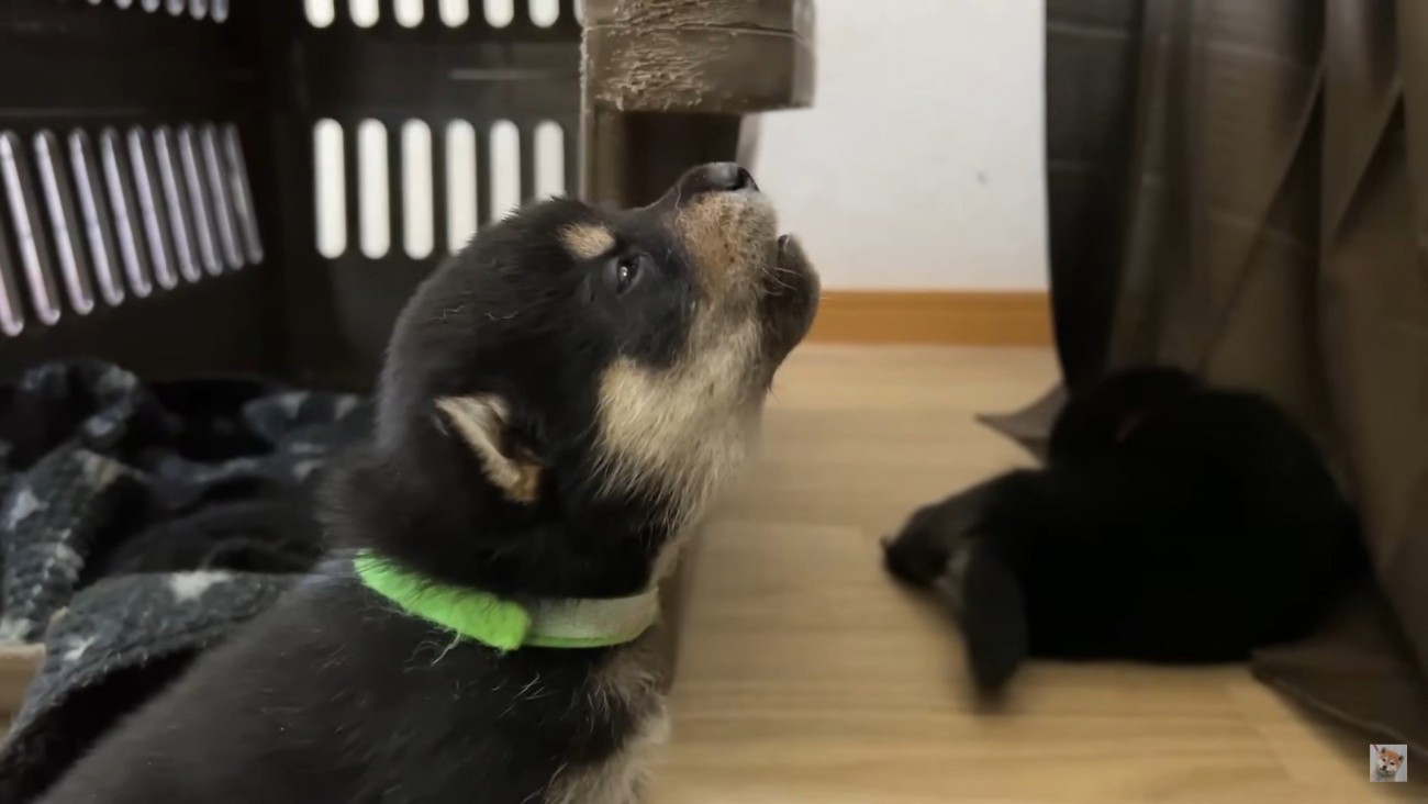 ぬいぐるみのような黒柴の子犬たち、立派なワンコを目指して『遠吠え練習』する光景が愛おしすぎる「可愛さでハゲそう…」