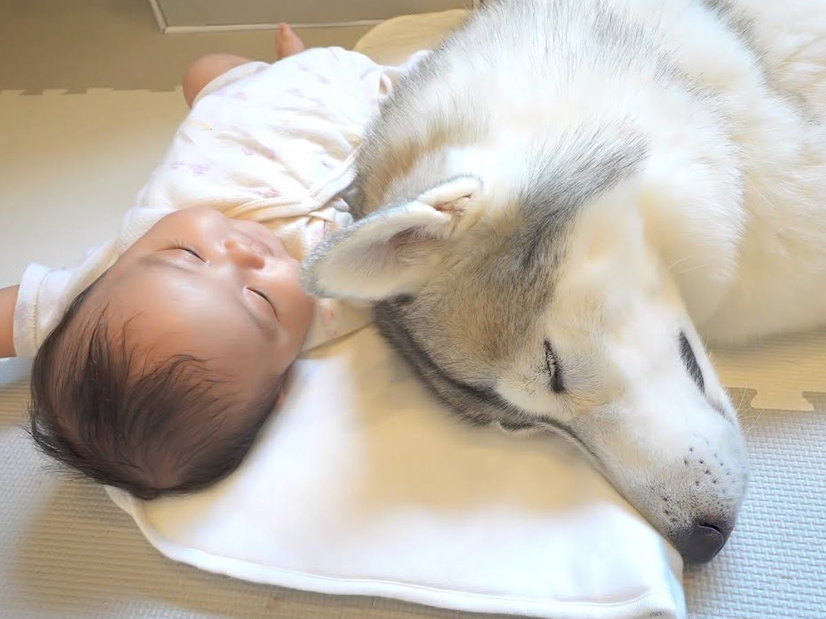 赤ちゃんが『うつ伏せの練習』をしていたら、大型犬が寄り添って…愛おしすぎる『微笑ましい光景』が8万再生「感動した」「頼もしい兄犬」