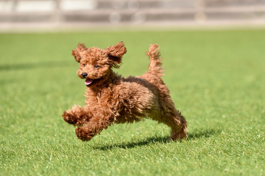 犬が『欲求不満』になっているときの仕草や行動５つ