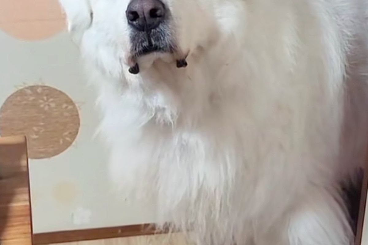 語学教室にいる超大型犬→『今日はお休みで生徒は来ない』と伝えた結果…切なすぎる『人間のような反応』が59万再生「代わりに行きたい…」