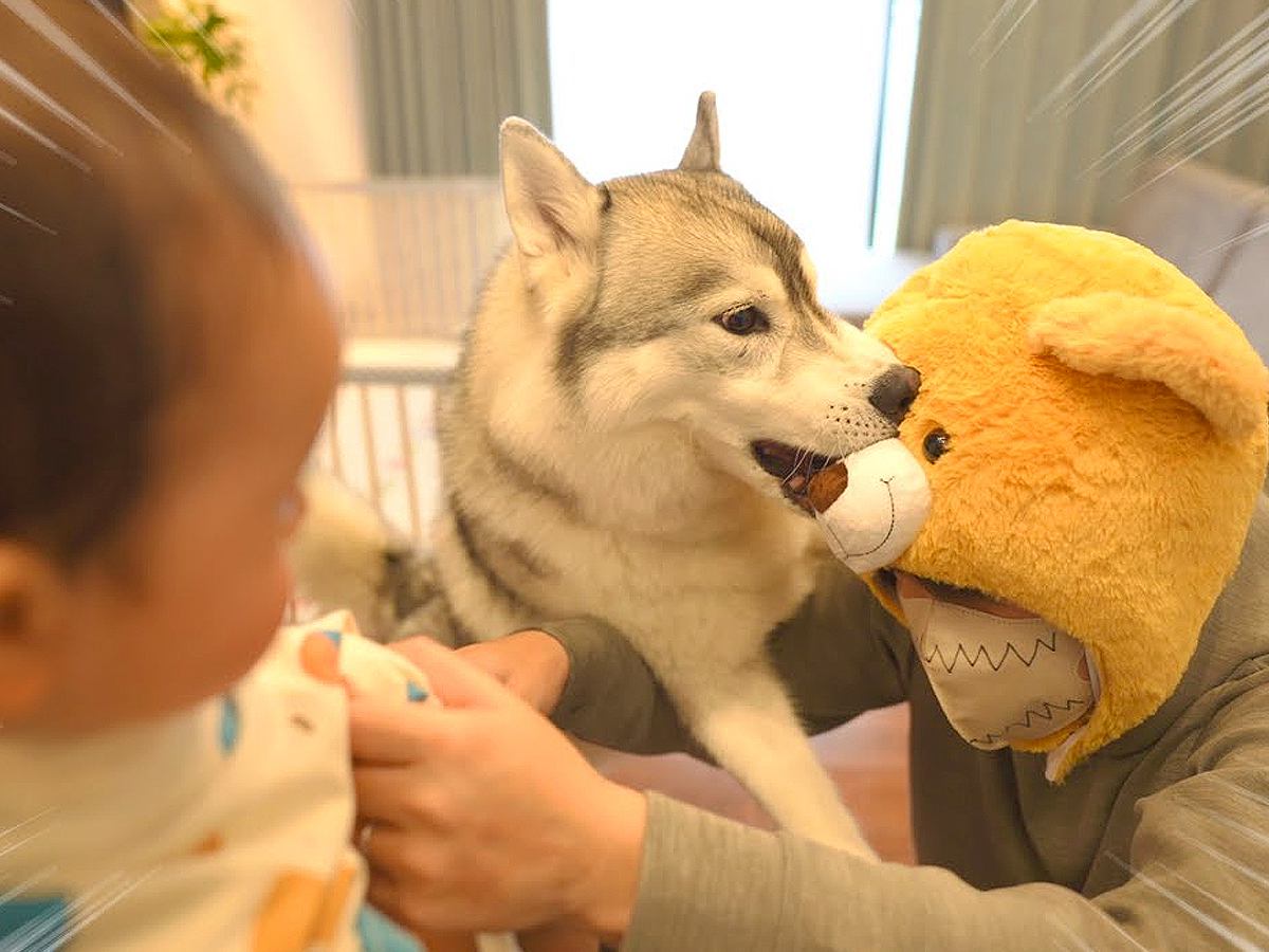 犬は『赤ちゃんが熊に襲われていたら』どんな行動をとる？…感動的な"必死に守る姿"が14万1000再生「まさに正義の味方」「兄妹愛に泣いた」