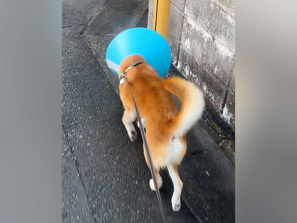 エリザベスカラーに慣れていない犬→お散歩に連れていった結果…ありえないほど『不器用すぎる姿』が262万再生「もはや壊そうとしてて草」