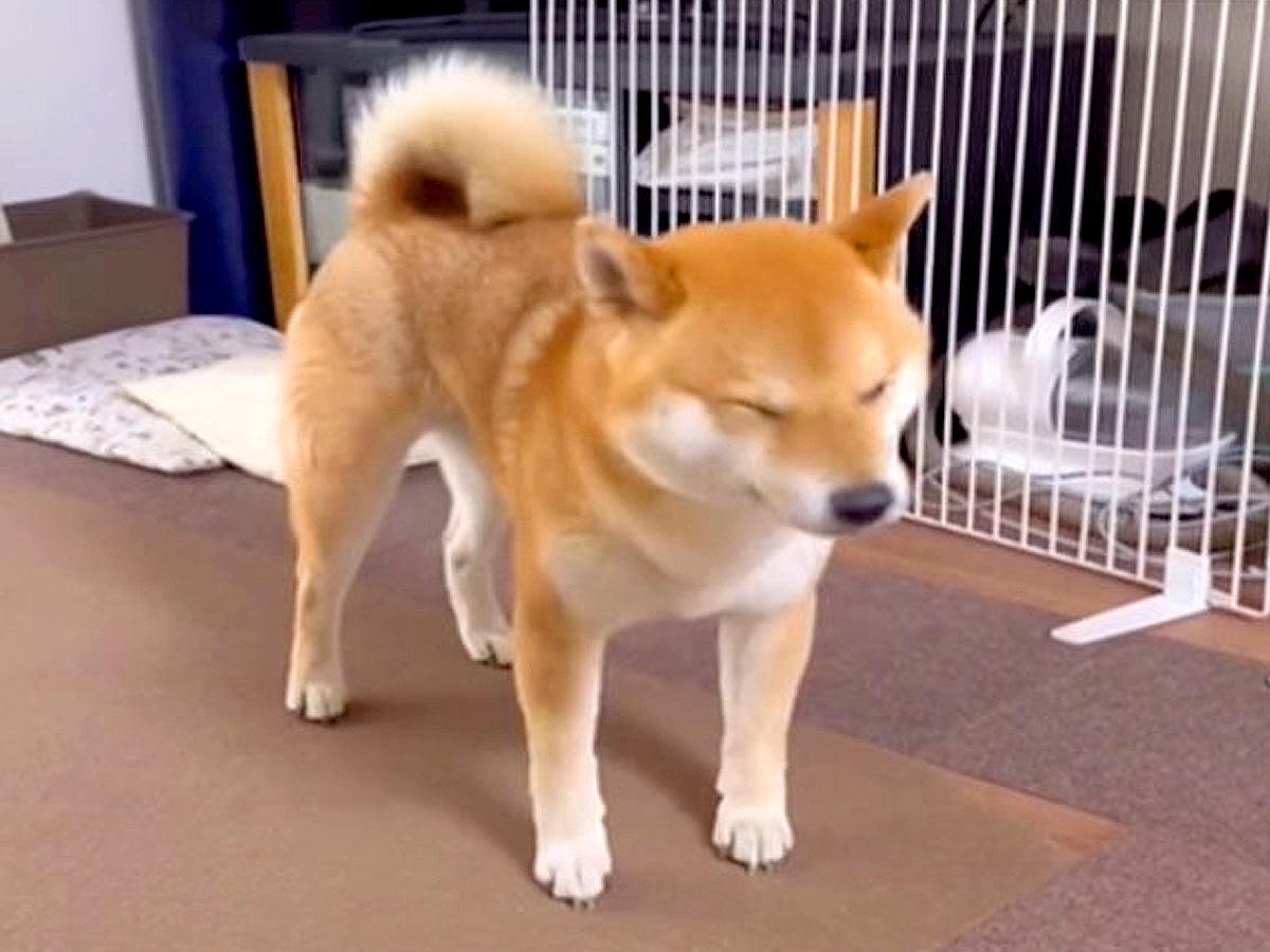 扇風機の風を浴びる犬→クーラーをつけてあげた結果…『あからさまな態度の変化』が10万再生「まるで人間」「めっちゃわかるｗｗ」共感の声も