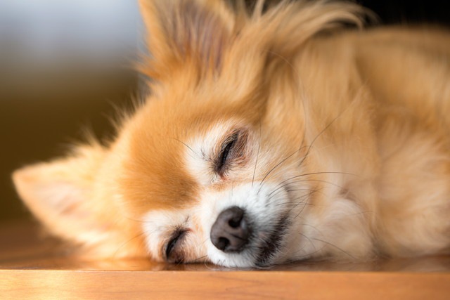 愛犬をリラックスさせるときにやりたい３つのこと