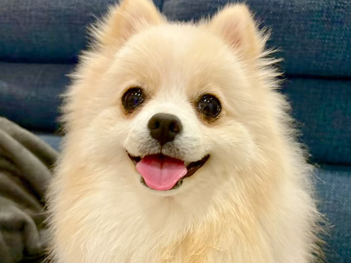 『王道ポメラニアンカットでお願いします』と依頼→トリミング後の犬が…思っていたのと違う『まさかの光景』に爆笑「ワロタ」「頭尖ってるｗｗ」