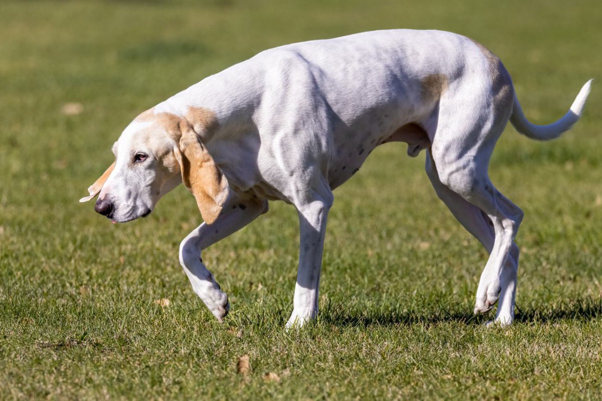 【獣医師監修】ポルスレーヌってどんな犬種？特徴と性格や飼い方・価格相場まで解説