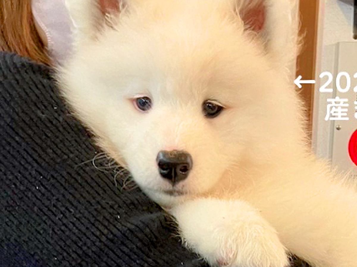 まるでぬいぐるみな『赤ちゃん犬』を飼った結果→たったの３ヶ月後…ウソのような『急成長のビフォーアフター』に反響「顔は赤ちゃんで可愛いｗ」