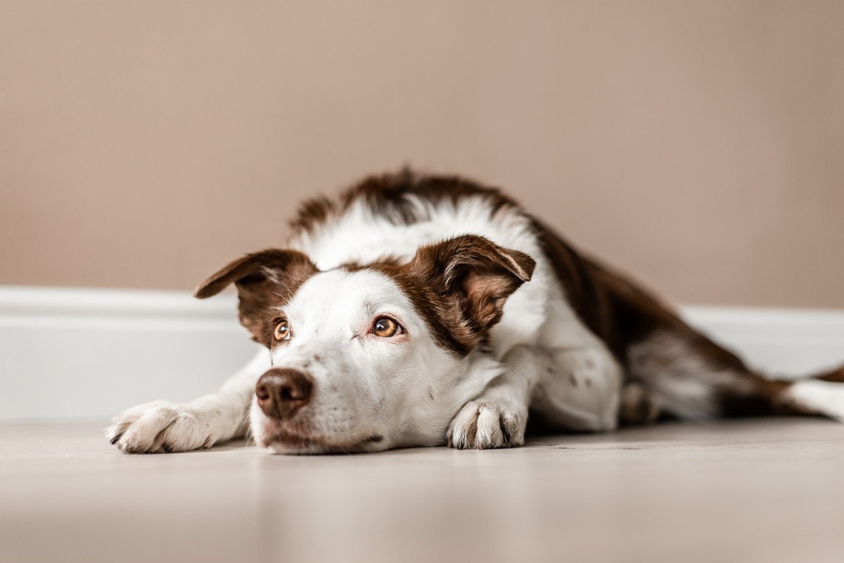 『吠えにくい』と言われている犬種５選