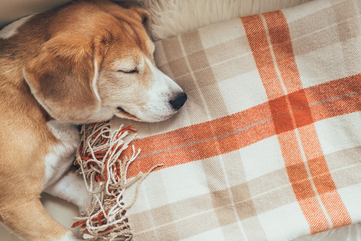 犬の『睡眠不足』サイン5選　不眠の原因や眠れていないときの症状とは？