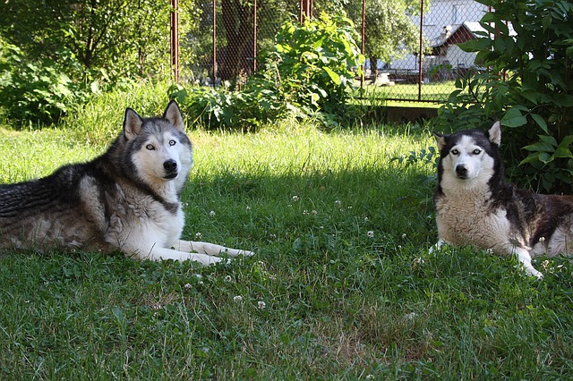 犬にスポーツドリンクを与えても大丈夫！ただし与え方に注意が必要