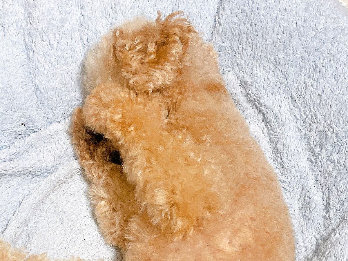 夜、何気なく犬を見てみたら…食べ物にしか見えない『まさかのポーズ』に8万いいね集まる「可愛いww」「手羽先ですね」と絶賛の声