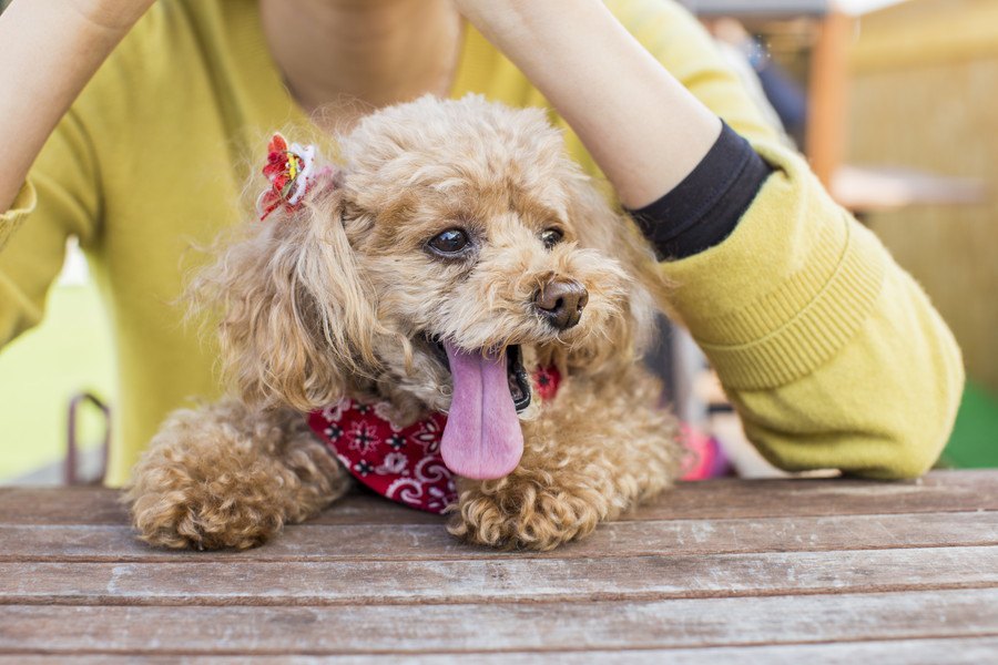 犬がなつく人にはある共通点が？5つの特徴と犬が苦手な人についても