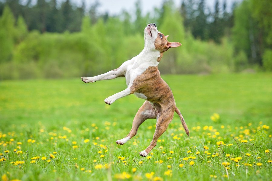 『運動神経が良くない犬』の特徴４つ！あなたの愛犬も当てはまるかも？