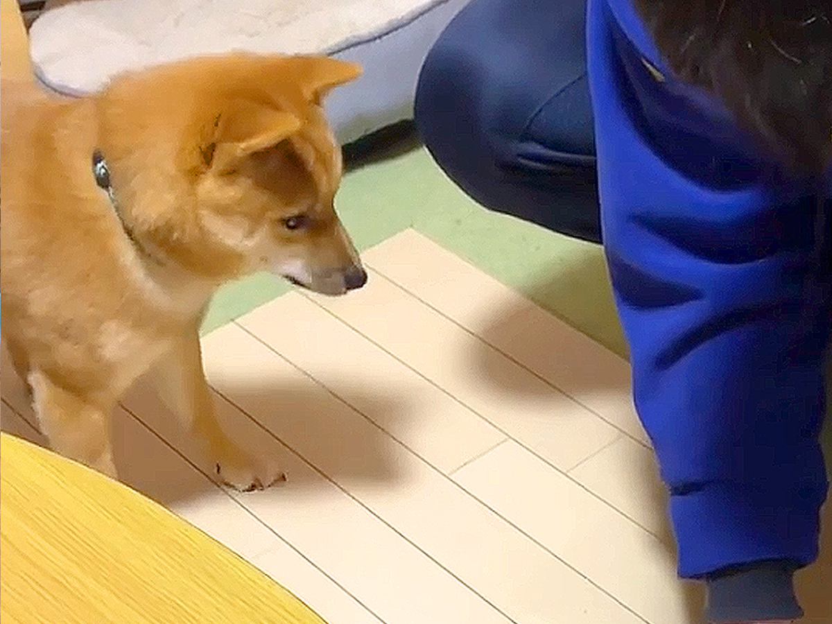 床を傷つけた犬を問い詰めた結果…『はい！僕です』まさかの"自白"する光景が11万3000再生「可愛すぎるわｗ」「許してしまう」と悶絶の声