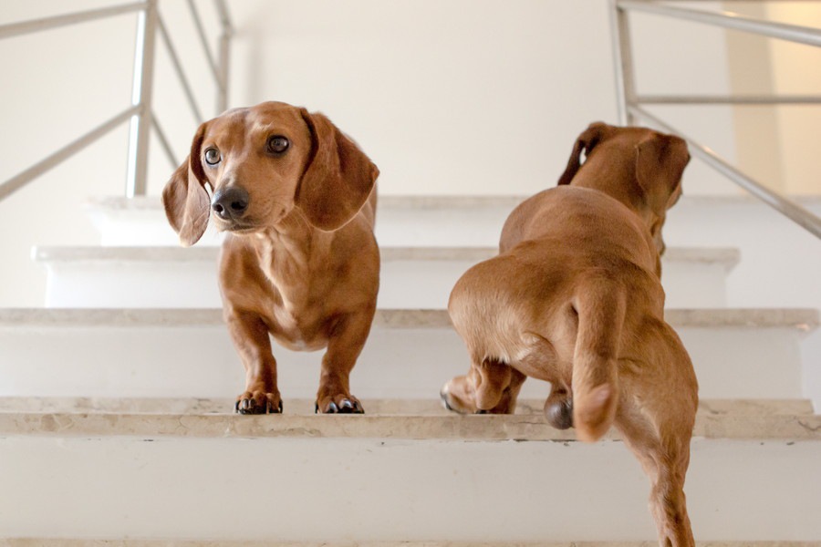 犬の腰痛とは？見分け方はあるの？原因となる行動についても解説