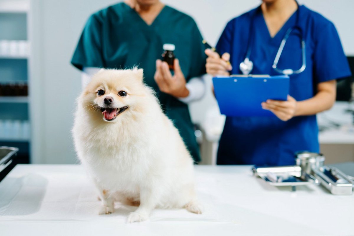 正しい診断はこう進む！犬の「食物アレルギー」と診断ステップ【獣医師執筆】