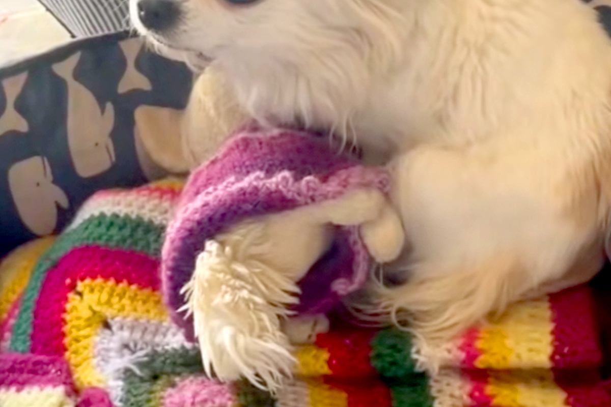 飼い主が亡くなっても、部屋で帰りを待ち続けた犬→ぬいぐるみを抱きしめながら…涙あふれる『保護の様子』が37万再生「素敵」「幸せになって」