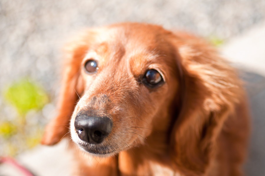 どんな手を尽くしても咬みついてくる凶暴な犬の最後