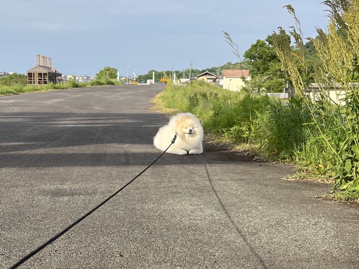 お散歩中に歩かなくなってしまった犬→顔を覗いてみたら…そのままにしておきたくなる『尊い表情』に３万いいね「貫禄がｗｗ」「充電中かな」
