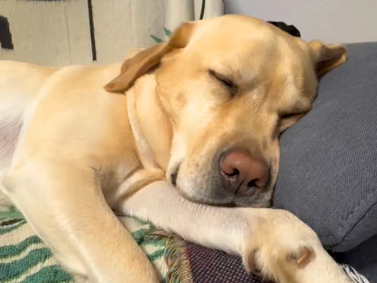 『こんなにも可愛い寝顔の大型犬が…』深い眠りに入った途端、想像の遥か上をいく『ひどすぎる表情』が314万再生「電車で見ちゃダメ」と爆笑
