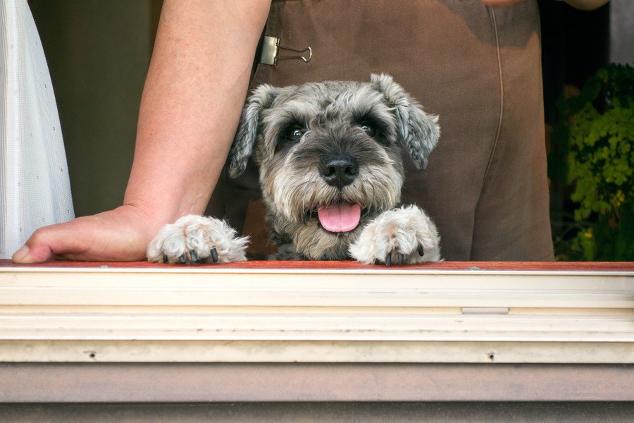 犬との適度な距離感を保つ必要性とポイント