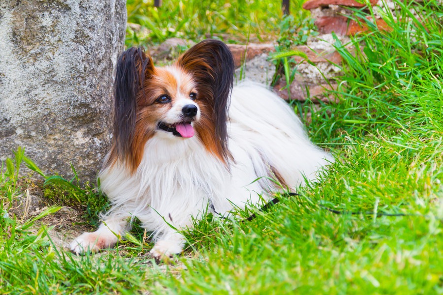 フランスで生まれた犬種6選