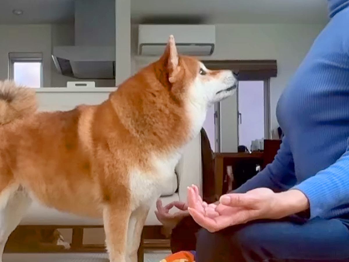 瞑想をしようとしていたら、構ってほしい犬が…まさかの『絶対に集中できない行動』が77万再生「完全な作戦勝ちｗ」「視線の圧がすごい」