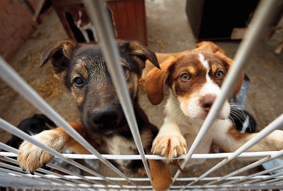 保護施設にいる犬にだって「遊ぶ時間」が必要です！