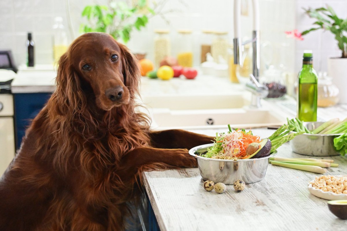 【絶対NG】犬が食べてはいけない『夏野菜』３選