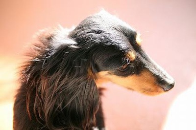 犬語のススメ！これを知ればわんこの気持ちがもっとわかる！