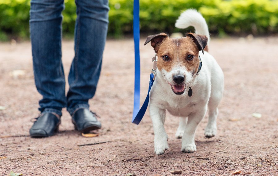 犬の散歩をしてはいけない『NGタイミング』３選