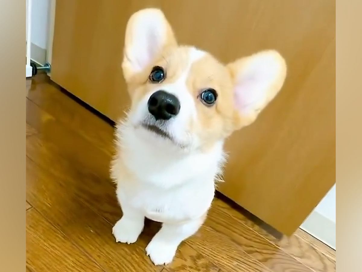 飼い主の前でお座りする犬→『爆速すぎるお手』と『まさかのドヤ顔』が206万表示「飼い主が躾けられてるまである」「まさにあうんの呼吸」