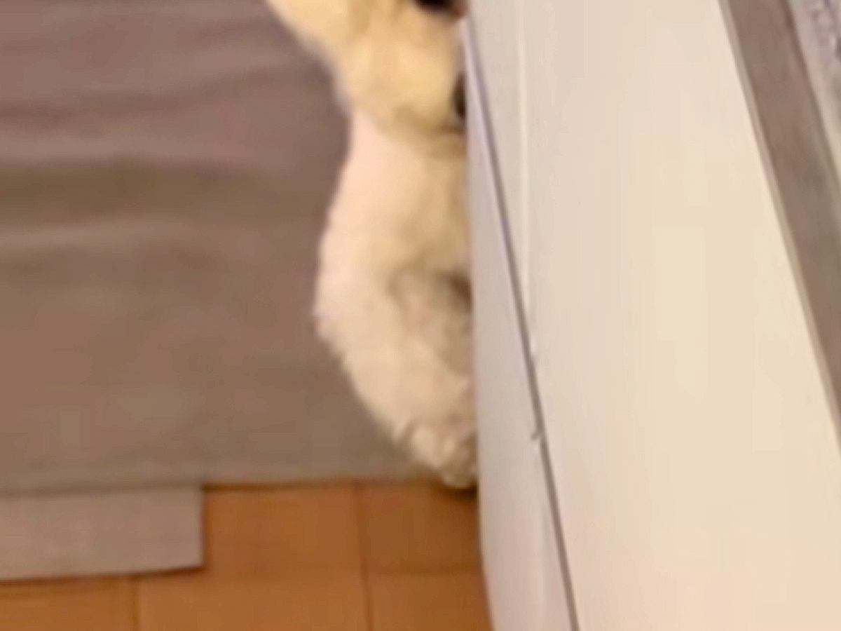 キッチンで『犬のごはん』を作っていたら、何やら視線を感じて…集中できない『まさかの行動』が3万再生「半分出てて草」「目力ハンパないｗ」