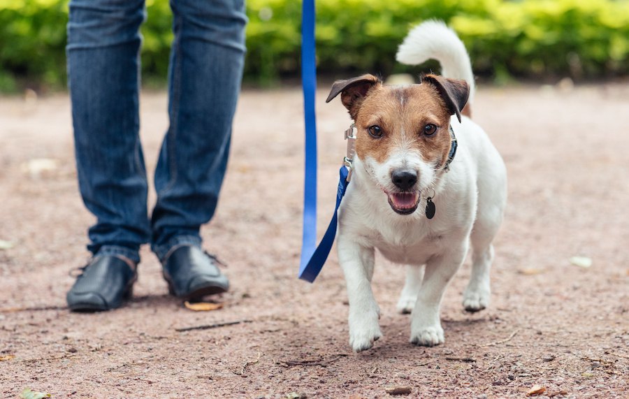 他人に悪い印象を与えてしまう犬の飼い主の特徴４つ