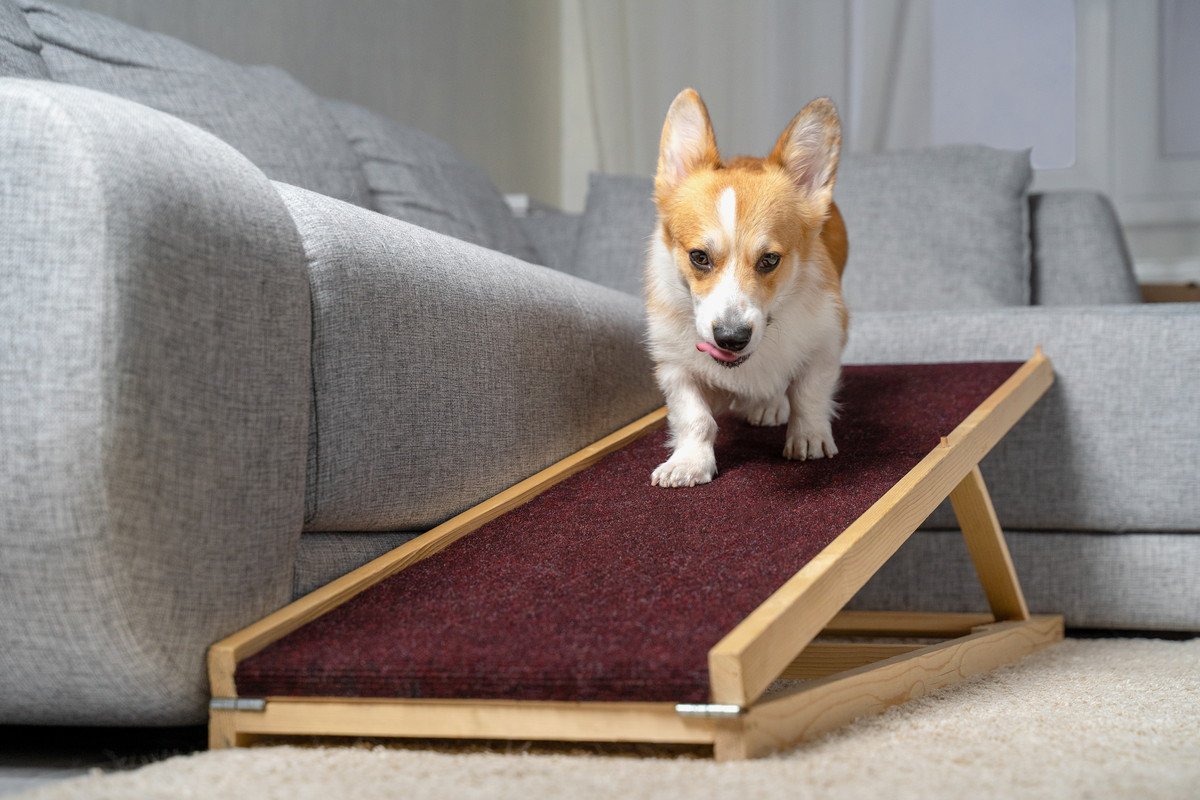 犬との生活に潜んでいるトラブル4つ　愛犬を危険な目に合わせないためにできることとは