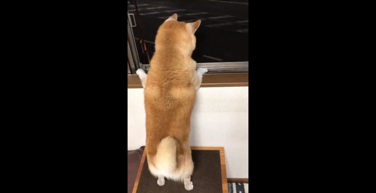 お父さんが帰ってきた！柴犬くんの魂の叫びが話題♡