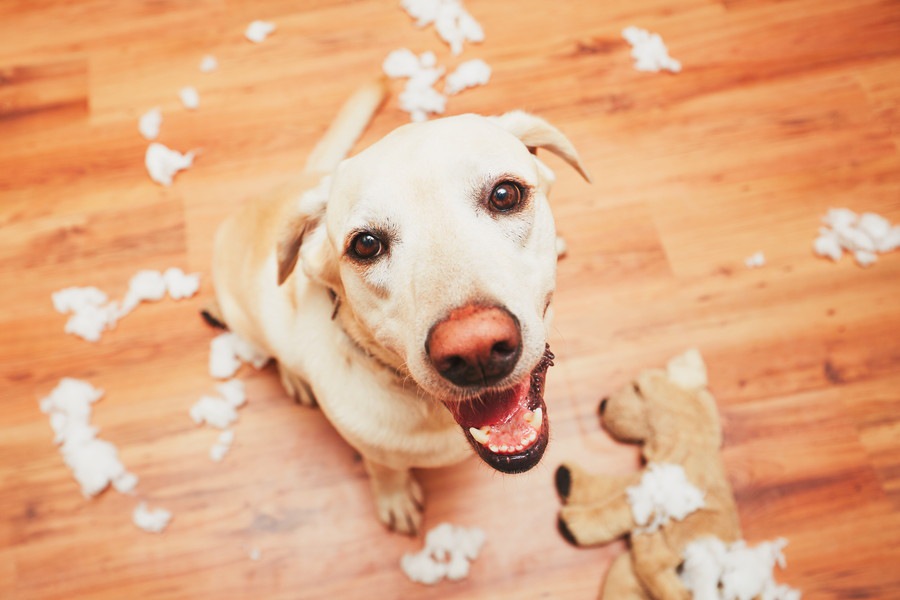 犬のドヤ顔画像15連発！おもしろかわいいワンコの表情